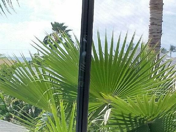 Tropical view from your mater bedroom