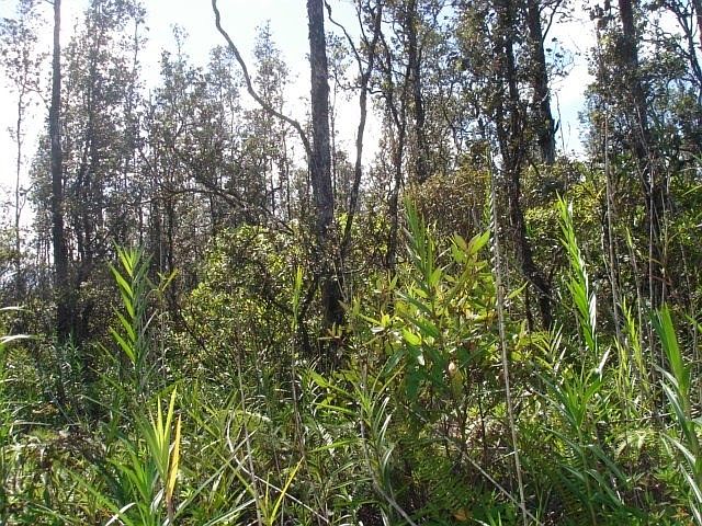 2nd image of 16-2088 Orchid Dr Lot 36