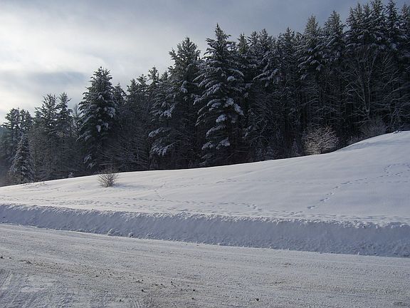 Land in the Tall Pines of Vermont