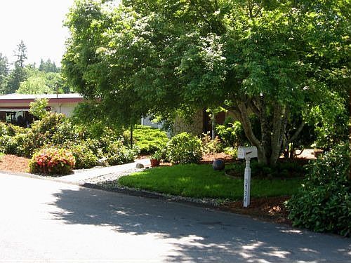 Sunny Front with Large Maple tree