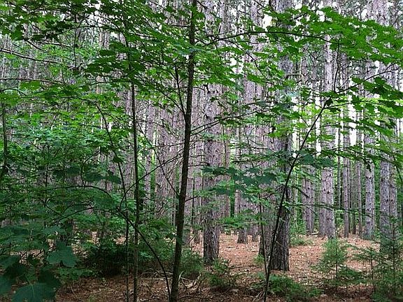 ~70yr old forest