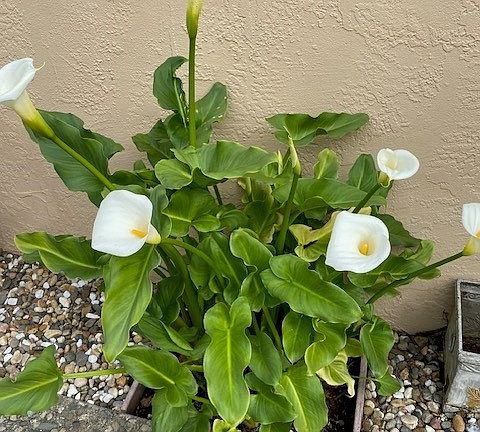 flowers planted all around property