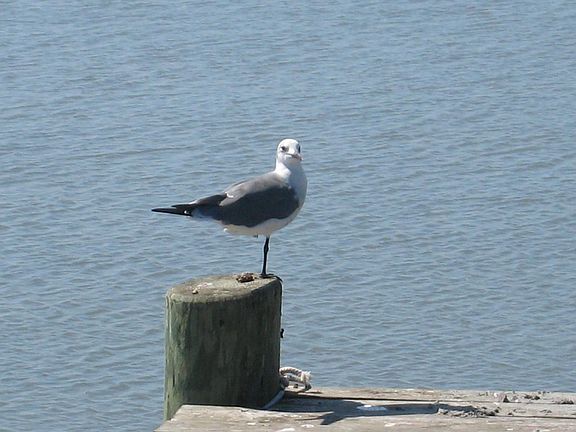 A Great Place To Call Home