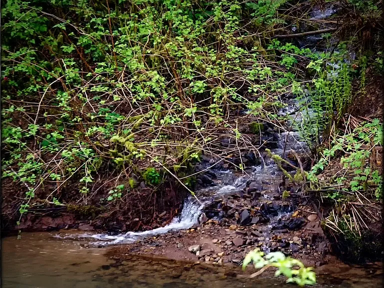 Paradise Creek Rd — Photo 14