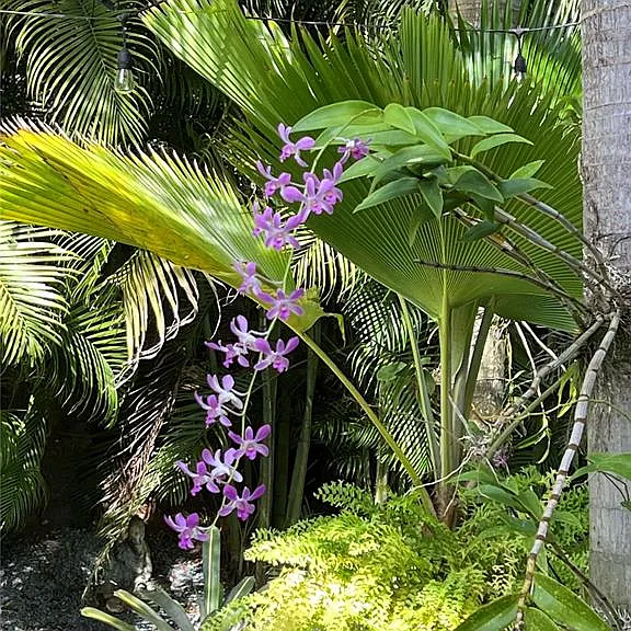 0 Albacora — Photo 37