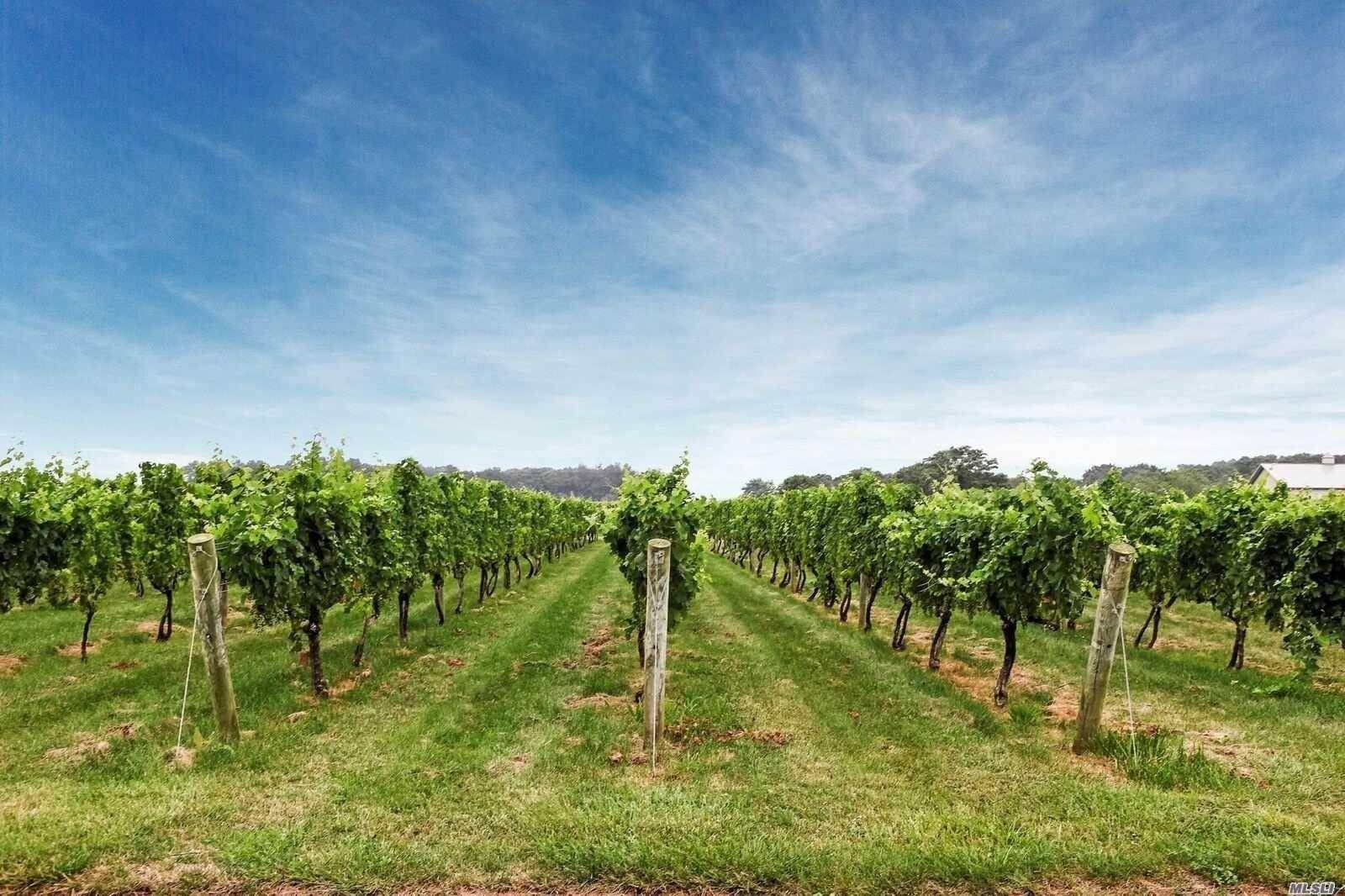 The Local Vineyards