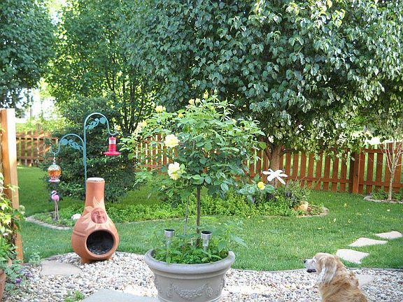back yard trees and gardens