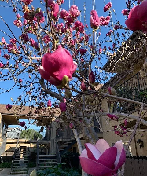 Nicholson Gardens — Photo 13