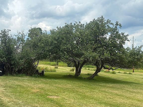 Apple tree!!!
