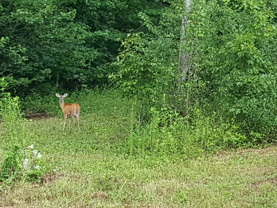 2nd image of 439 Leafview