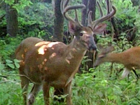 2nd image of 10701 Sam Clark Ln