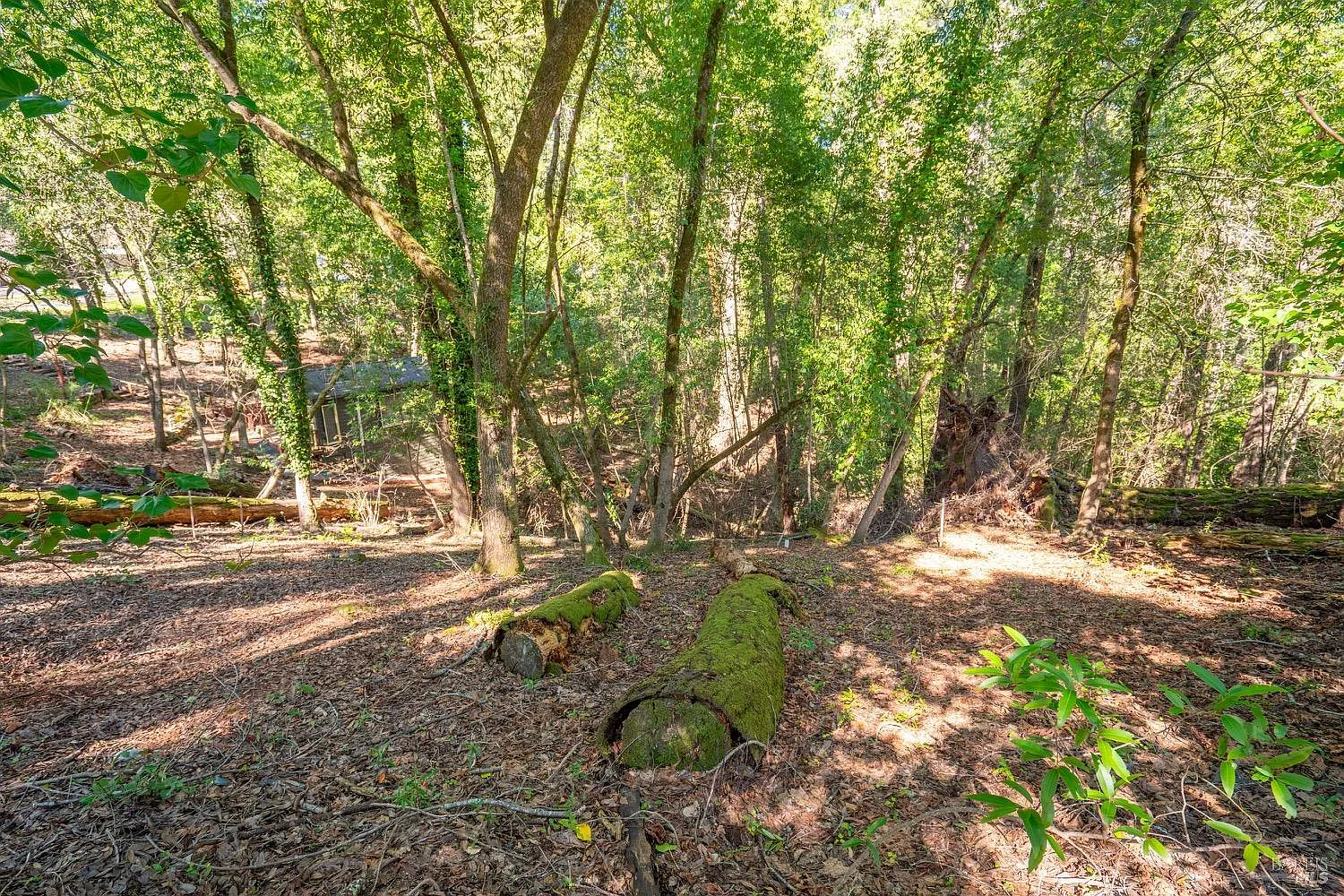 10612 Canyon Road - Photo 6