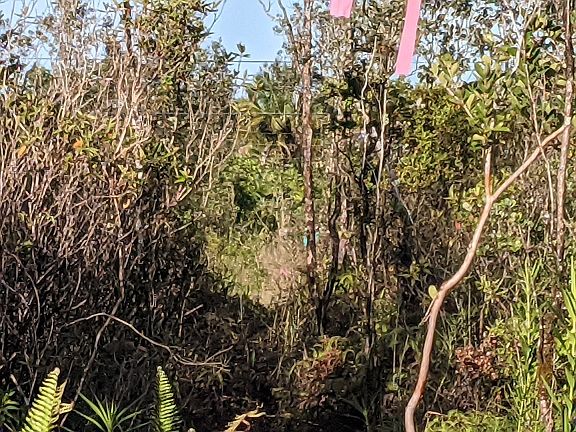 4th image of Ginger Ln Lot 13