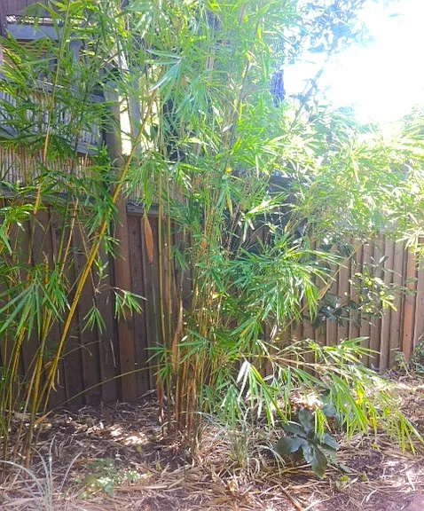 2595 Buena Vista Way #C — Photo 21