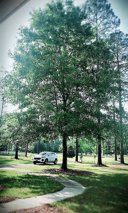 2nd image of 800 Dogwood Dr