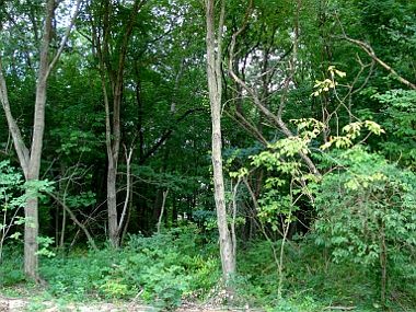 5th image of 18 Riverdale Ave