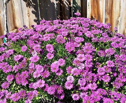 Beautiful landscaping