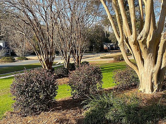 Shady yard in summer!