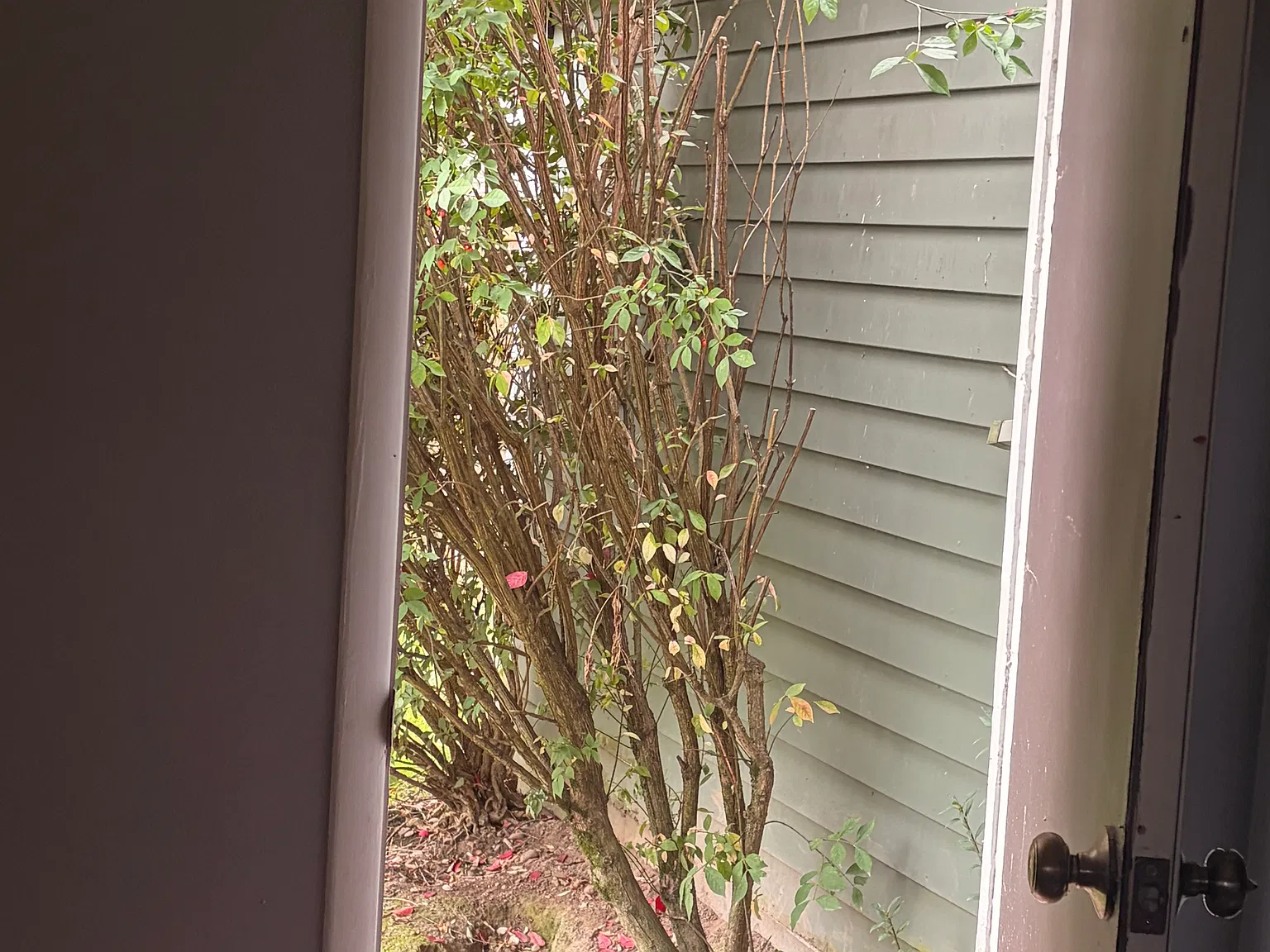 1 bed, $750 — Photo 4