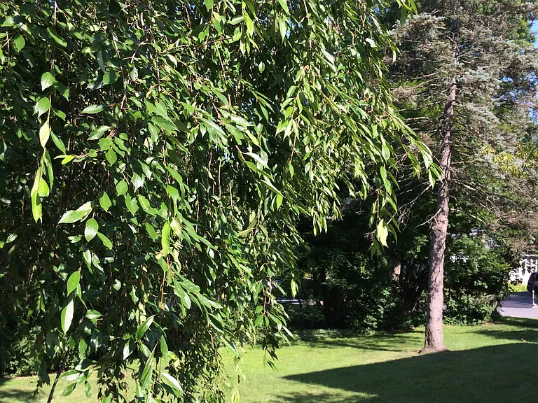 yard