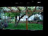 Out the kitchen window