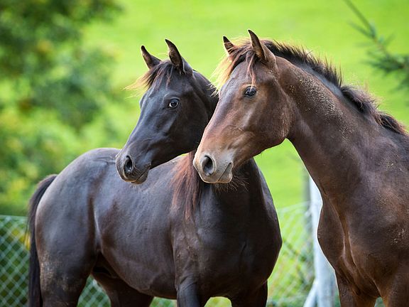EQUESTRIAN TRAILS-LAKE ADGER