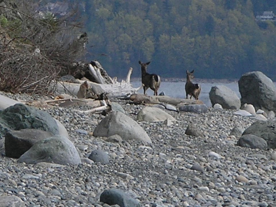 Sharing the beach 