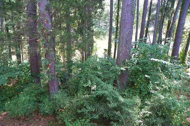1st image of 667 Pine Ridge Pl