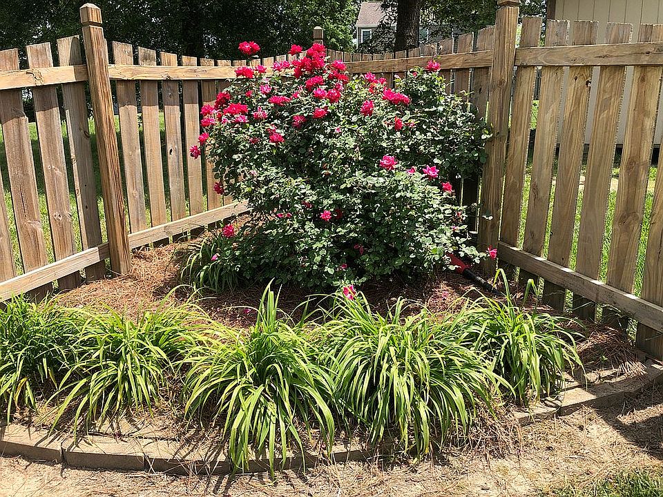 knockout roses in bloom!