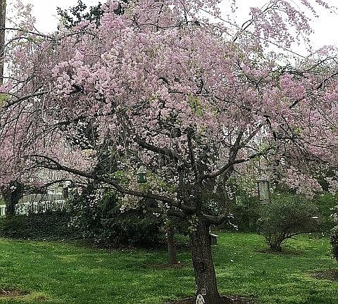 Japanese Cherry Blossom 