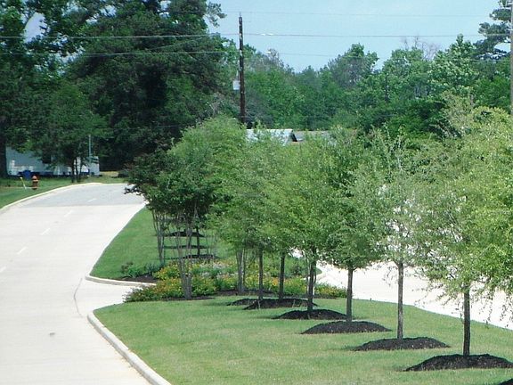 Tree-Lined Esplanade