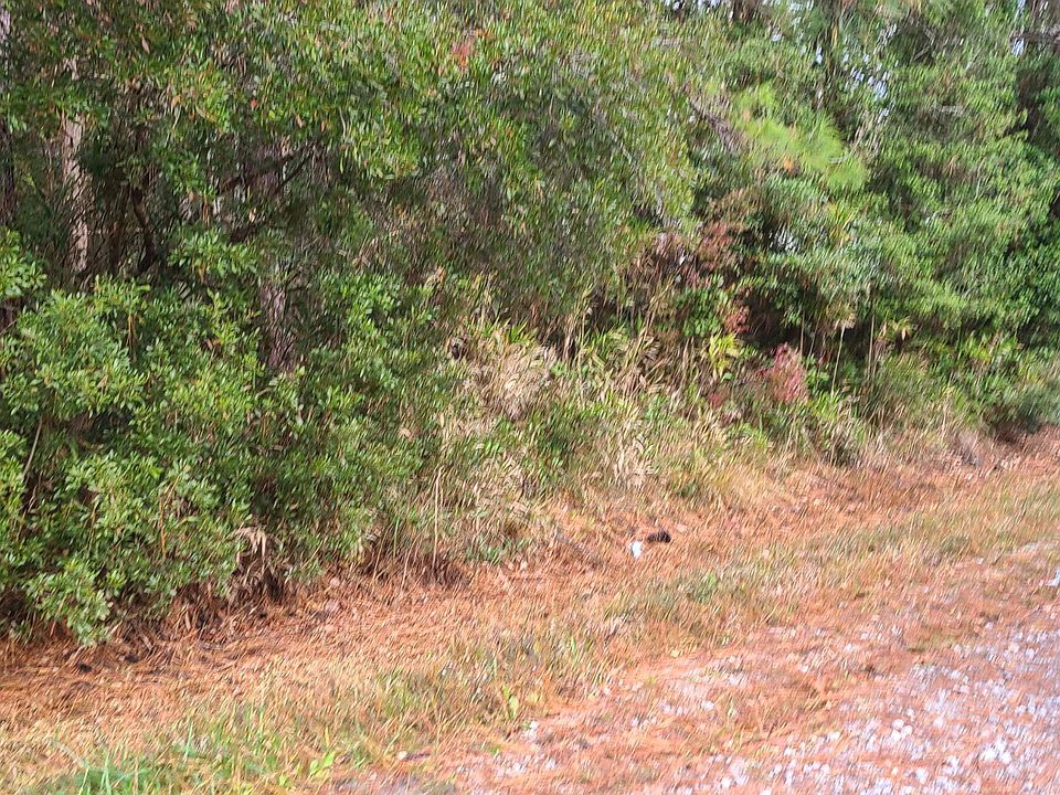 2nd image of Lot 642 Beech Road LOT 642