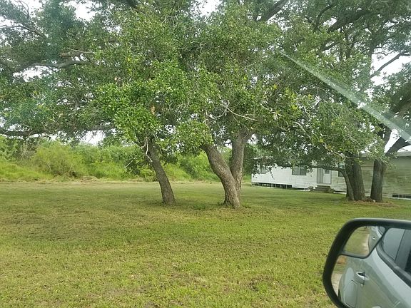 Beautiful mature oak trees