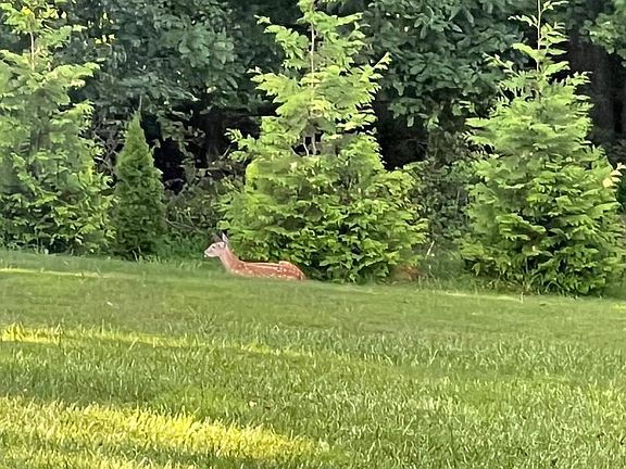 5th image of 743 Snyder Corner Rd