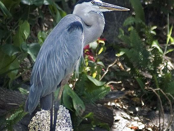 Great Blue Herons