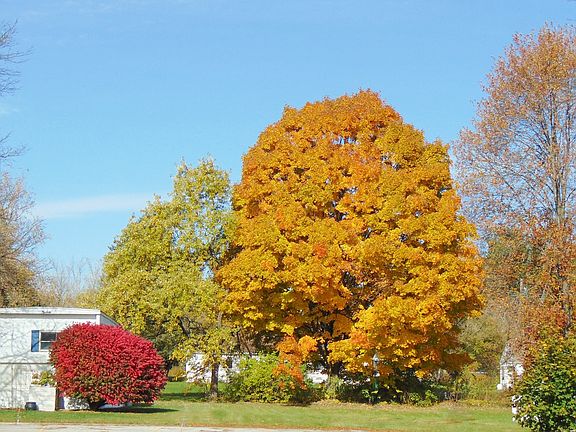 Mature trees Beautiful Community