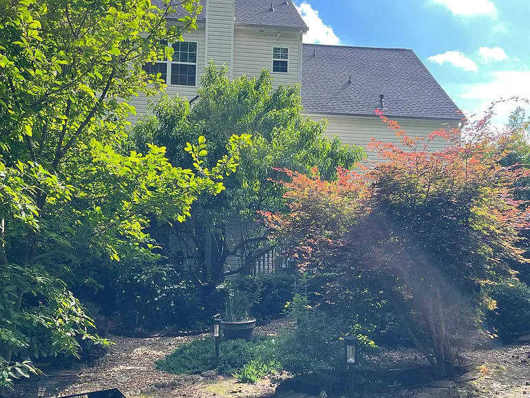 Back yard