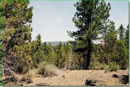 4th image of 27918 Medicine Mountain Dr