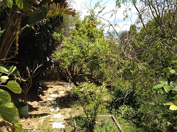 Tangerine and Orange trees