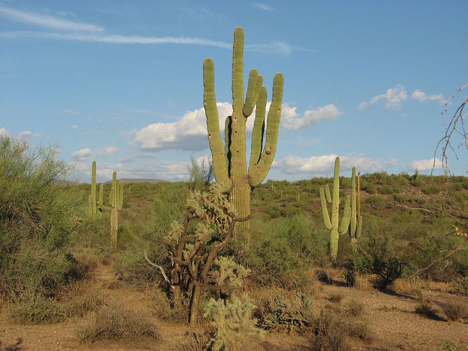 Desert view