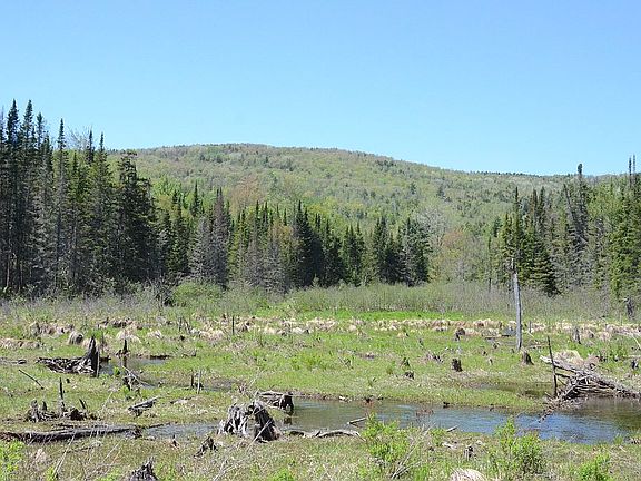 Beaver pond/brook area.