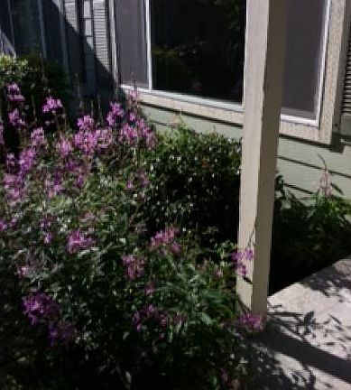 Front yard landscaping