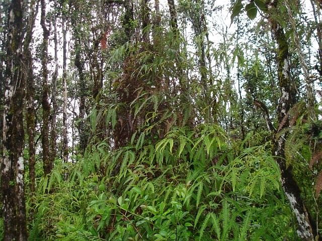 2nd image of Nanawale Blvd Lot 618