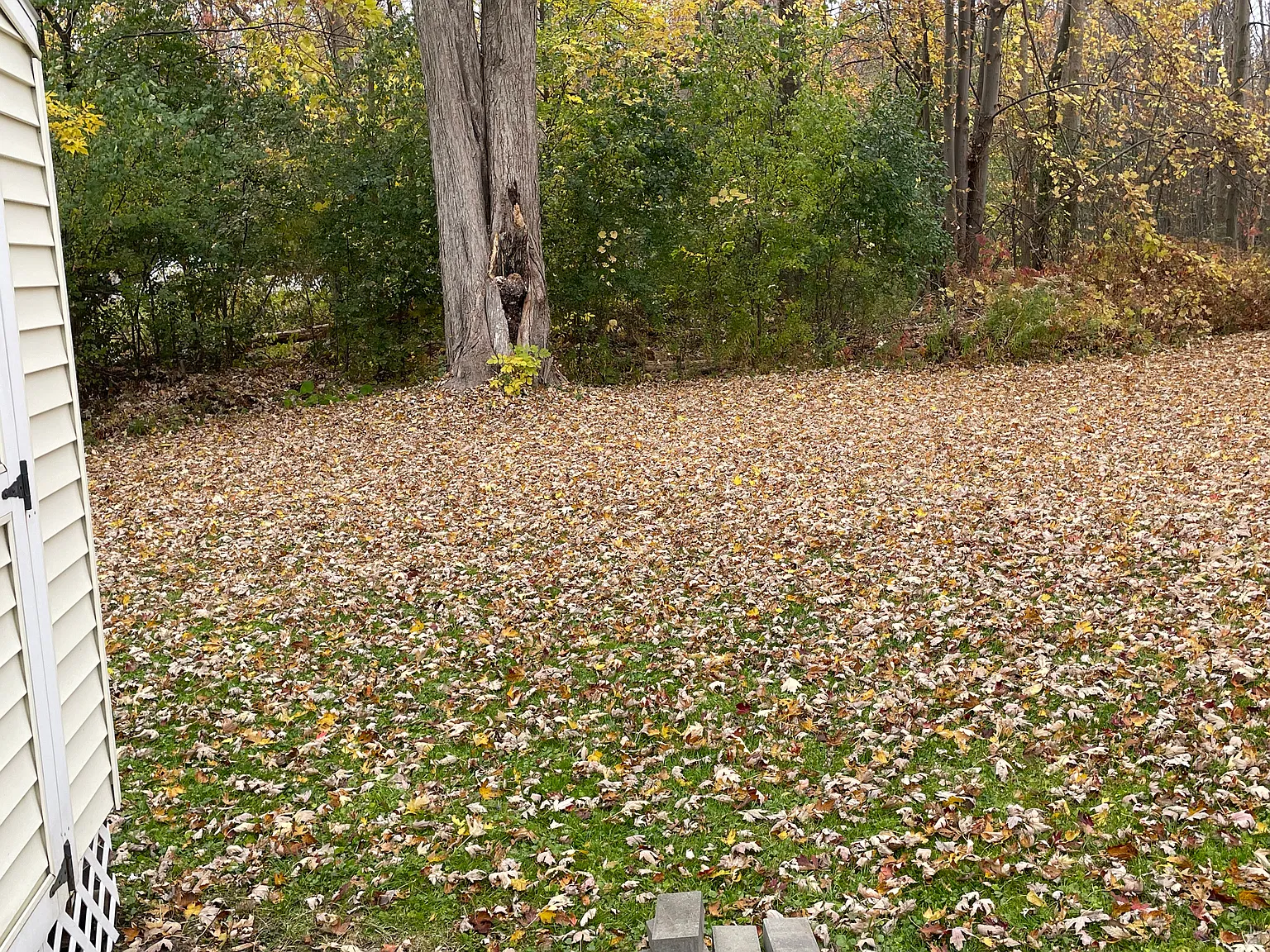 3 bed, 1080 sqft, $2,000 — Photo 3