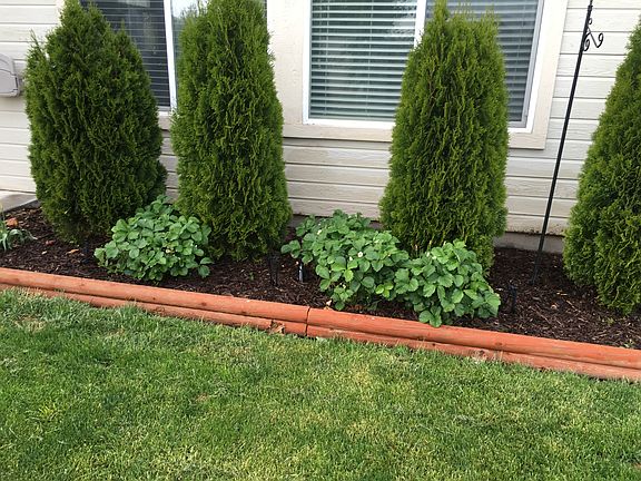Back Yard Strawberry Plants