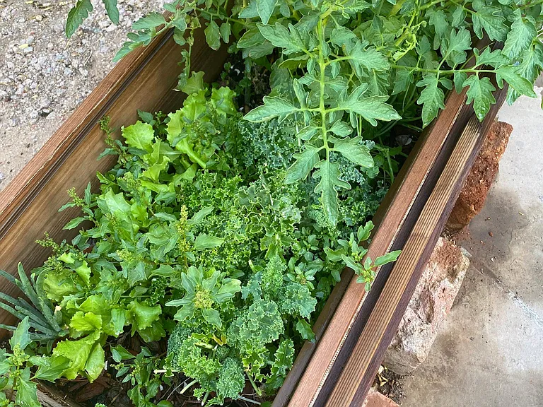 Crispy Kale and Tomatoes in the backyard. You can eat anytime