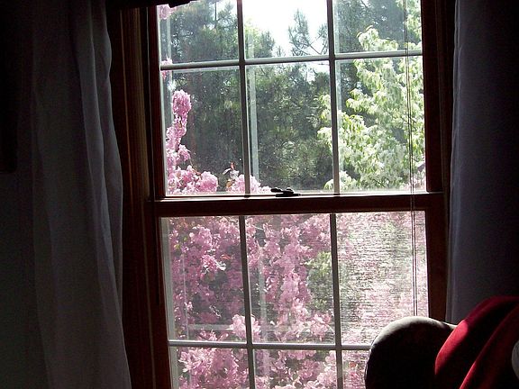 MBR view w/cherry trees in bloo