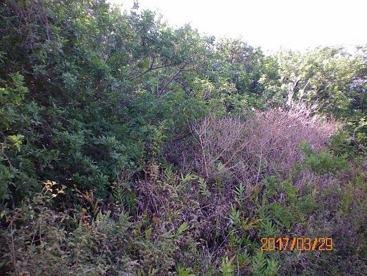 3rd image of Kaulua St Lot 333