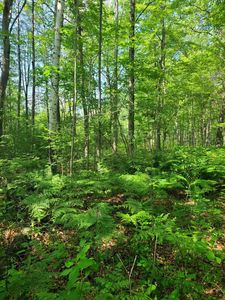 CTH Y, Peshtigo, WI, 54157