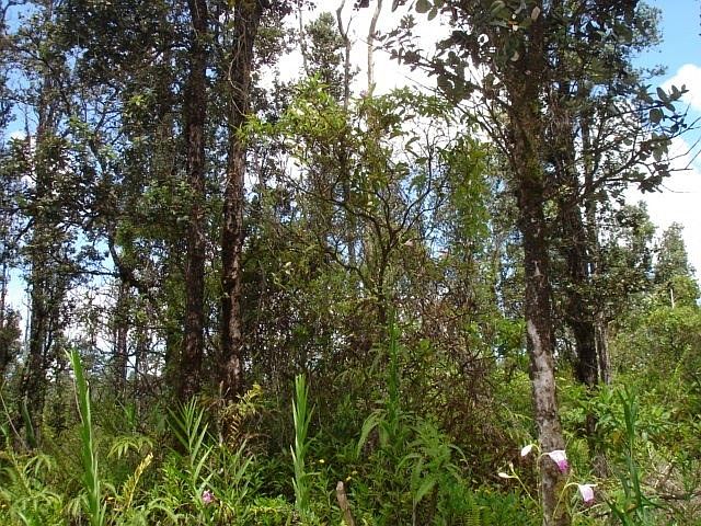 1st image of Plumeria Dr Lot 53